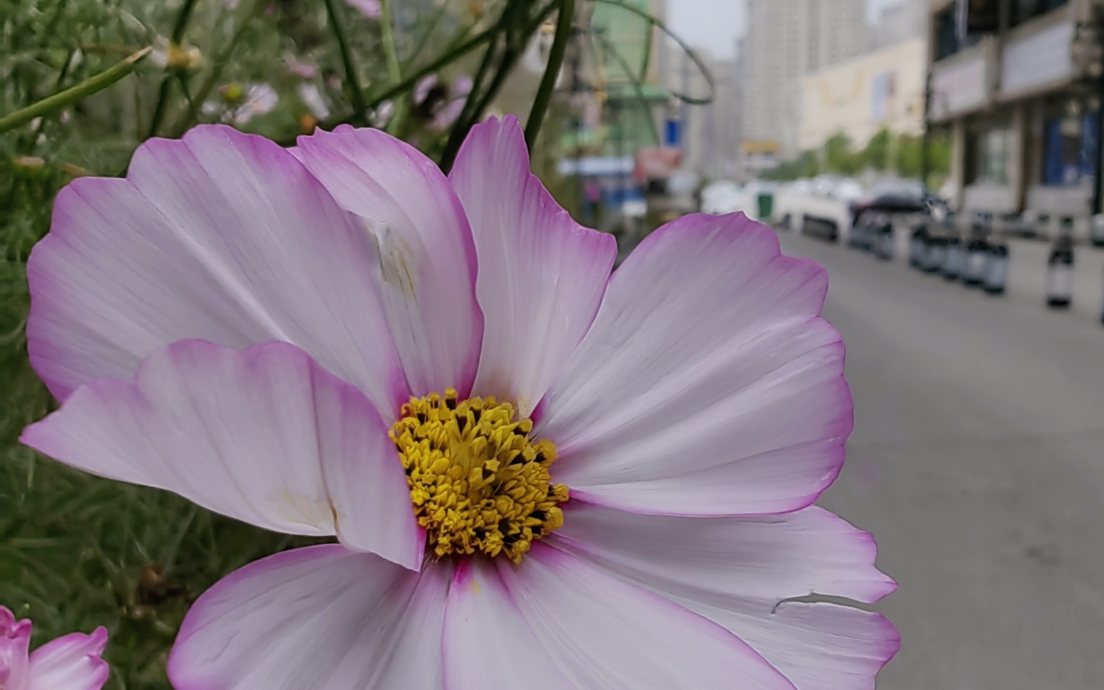 花花世界,美丽动人