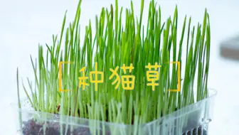 来一盘无土栽培的猫草吧 哔哩哔哩 Bilibili