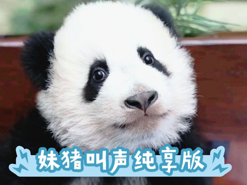 妹猪叫声纯享版.温馨提示:音量请调到最大!