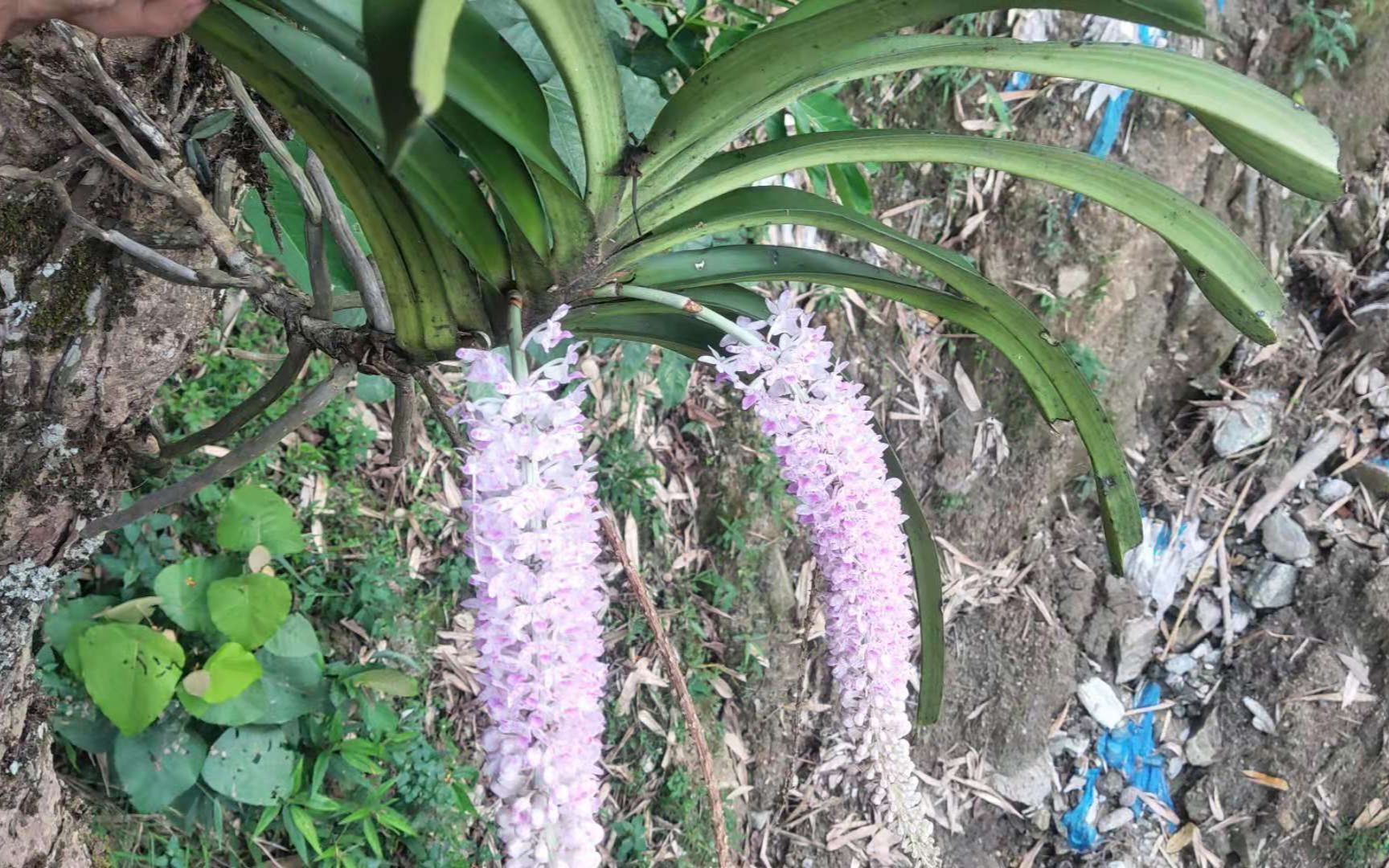 [图]开花很好看的兰草！花是粉红色的两大串，大家有认识吗