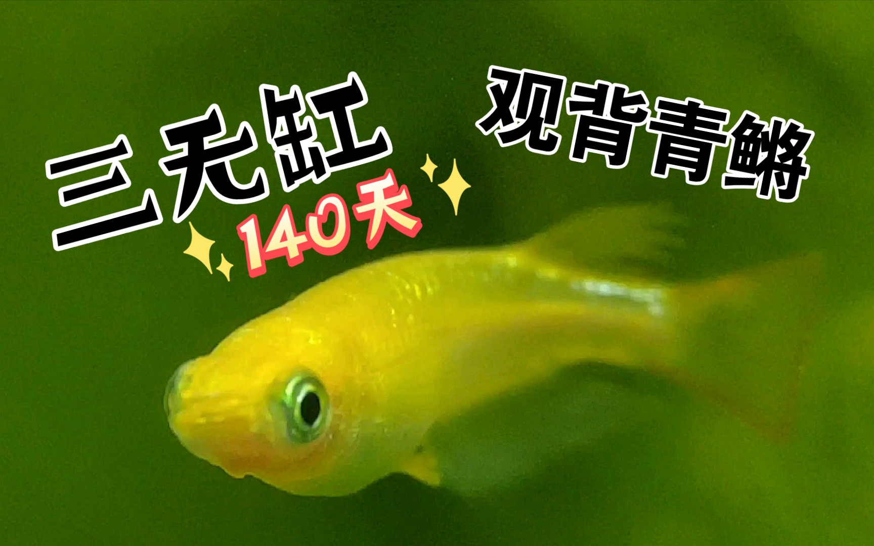 【觀背青鱂】30cm三無缸140天記錄,魚蝦純享.