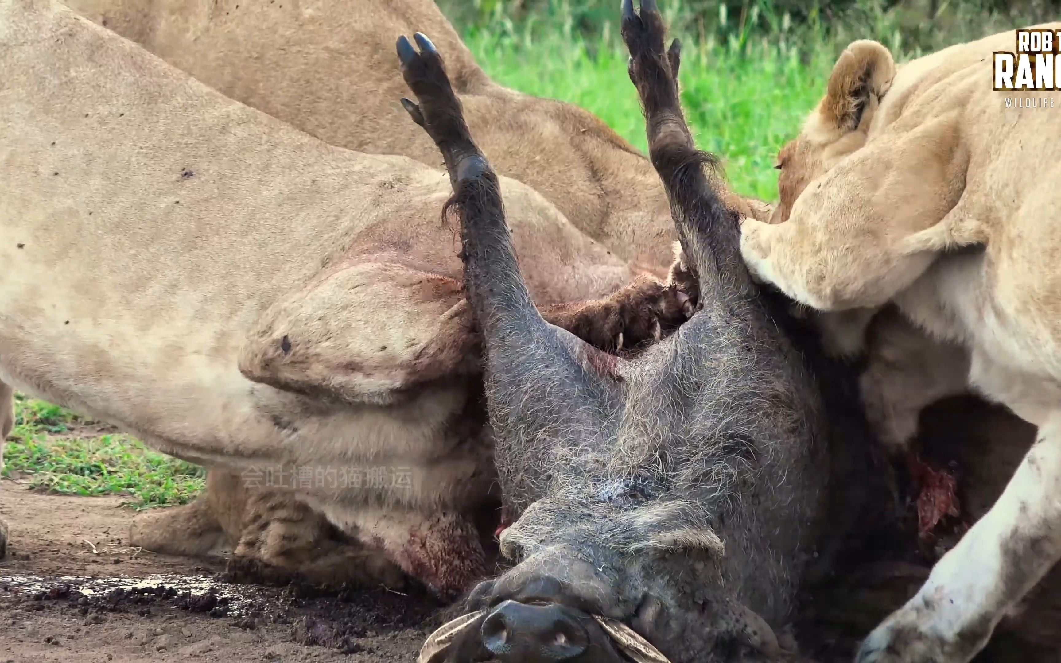 【4k 吃播】狮群活吃疣猪 并花了20分钟吃光光_哔哩哔哩_bilibili