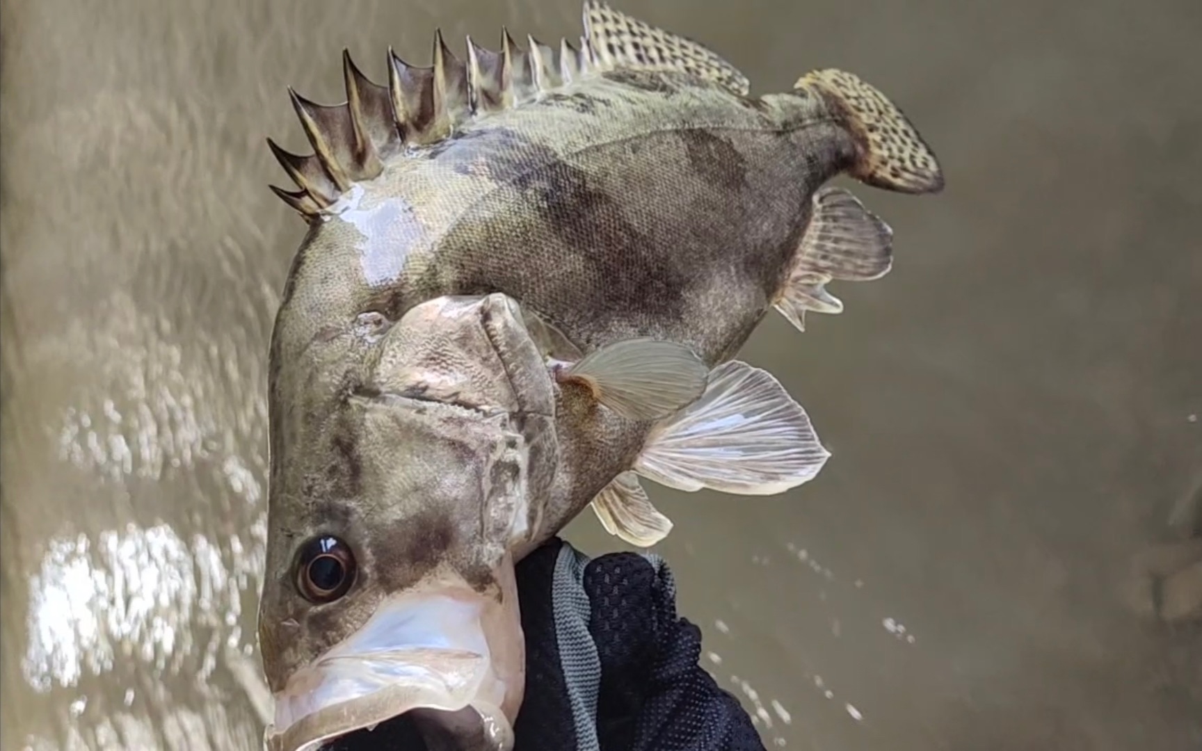 【奶爸路亚日记】崇明探钓(2)破龟又破鳜