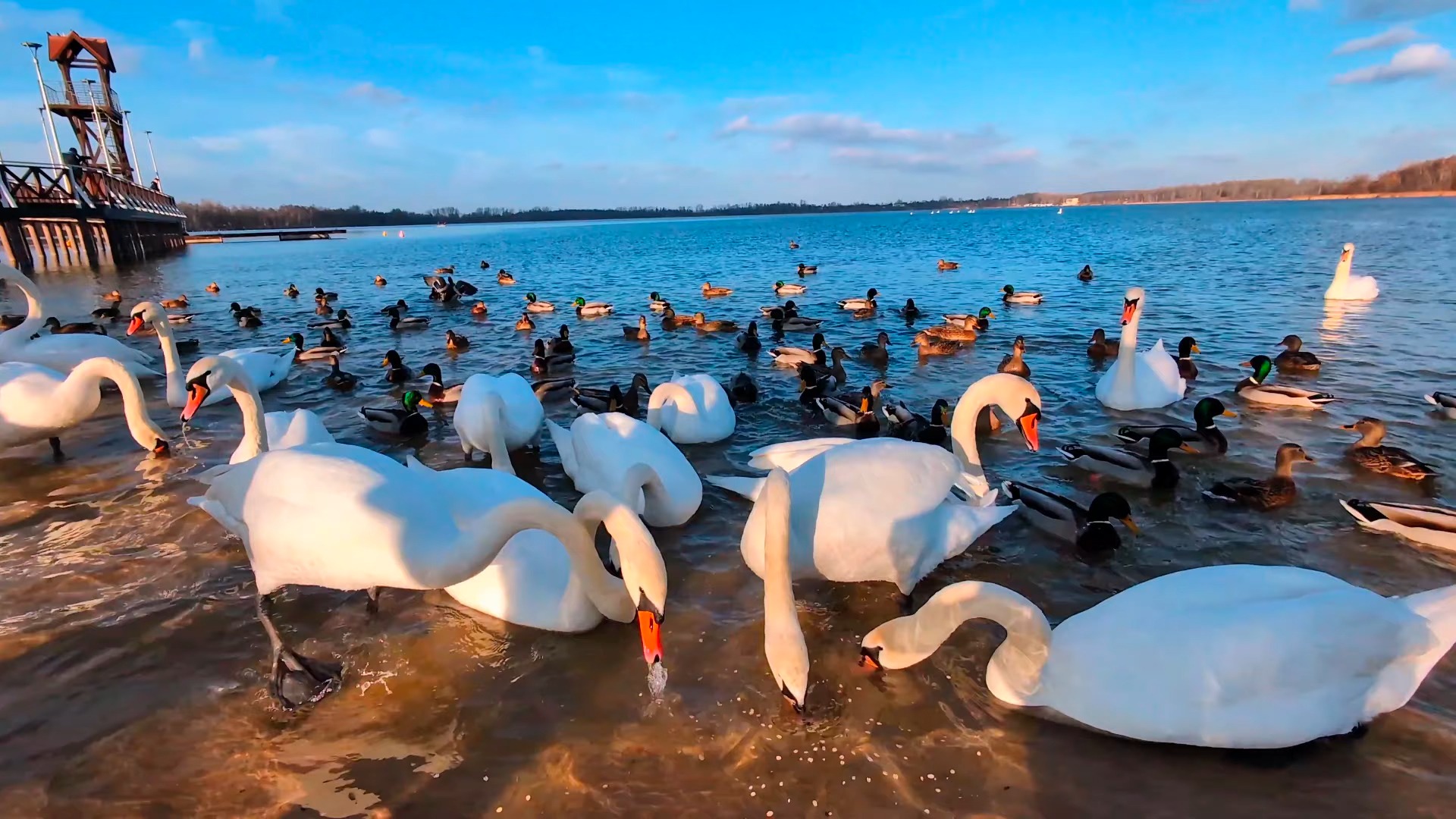 天鹅 鸭子愉悦的海边聚会活动觅食