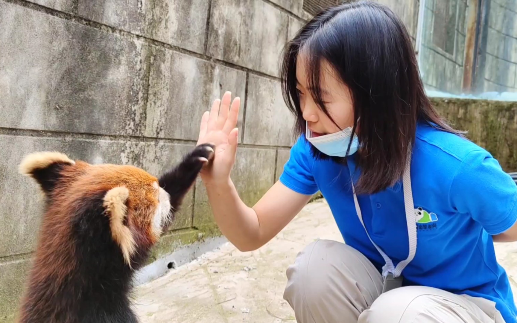 活动  【小熊猫】是好朋友就击掌为誓!