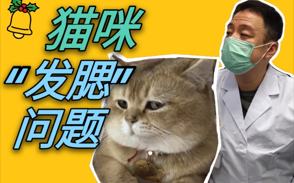 “人脸大就难看,猫脸大就可爱?”哔哩哔哩bilibili