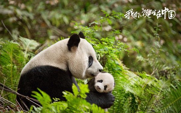 [图]【自然电影】我们诞生在中国 Born in China（2016）【预告片&花絮合集】【持续更新】