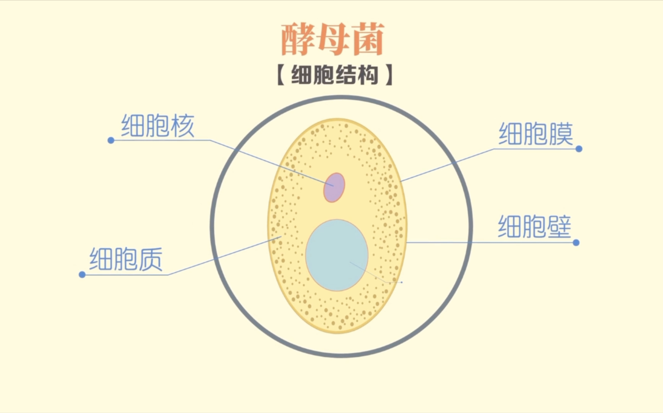 科学知识拓展——细菌和真菌.哔哩哔哩bilibili