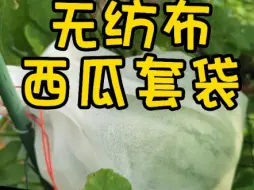 Tải video: 在广东种西瓜雨棚和套袋不可少。安利一个最简单最方便的雨棚搭建方式。