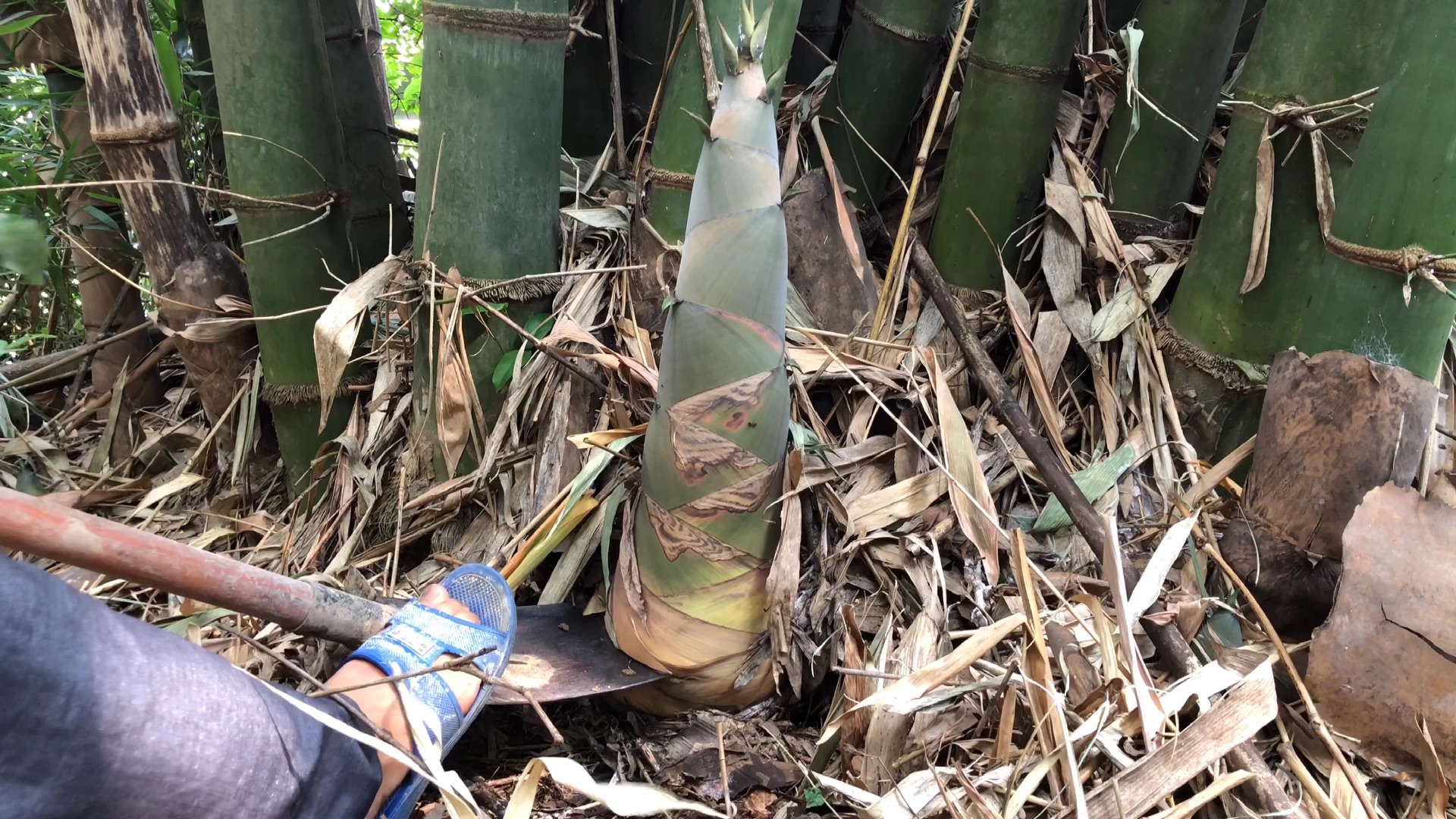 这种竹笋我们土话叫它大头竹笋你们那怎么叫位置广西玉林