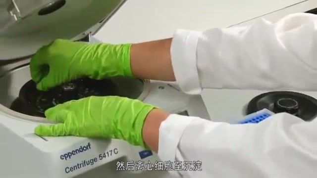 Western Blot — Full Protocol Walkthrough (Bio-Techne)