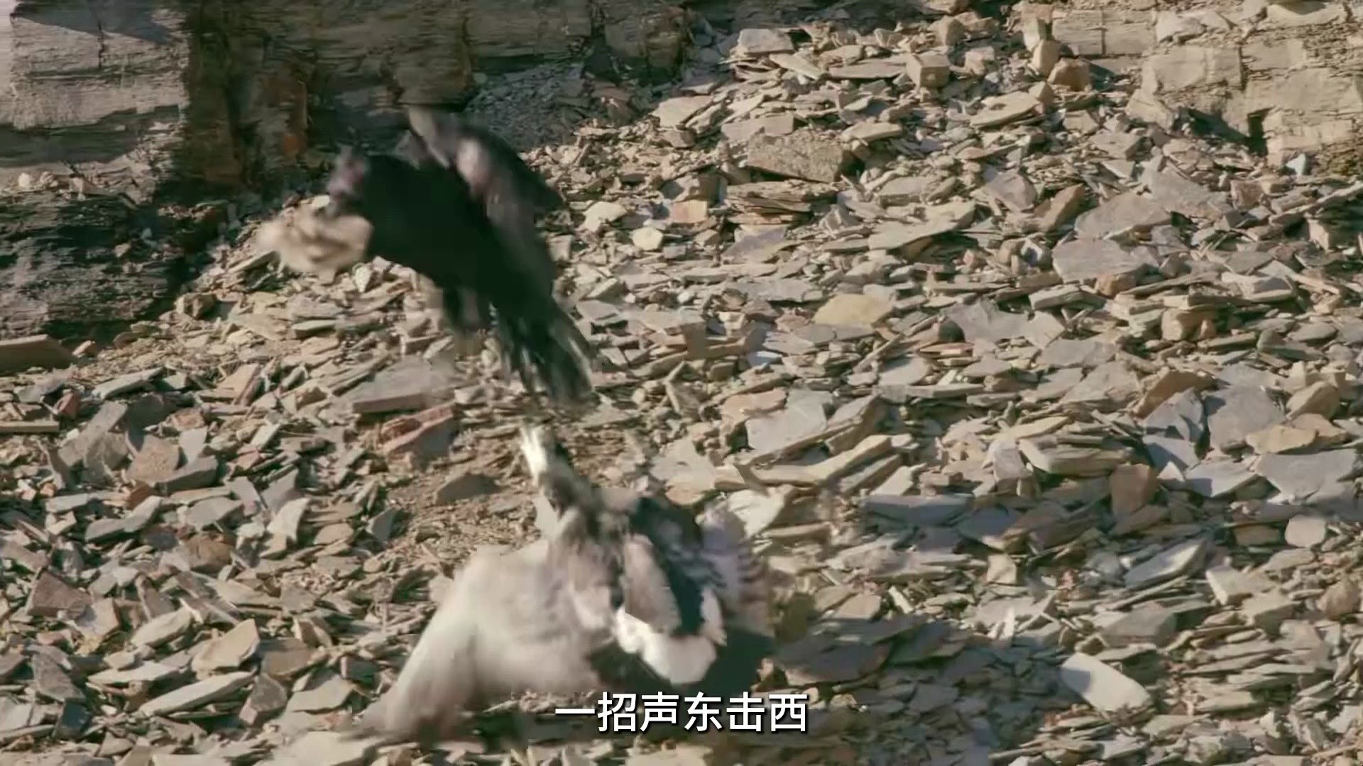 白颊黑雁:不妙冒险从跳崖开始
