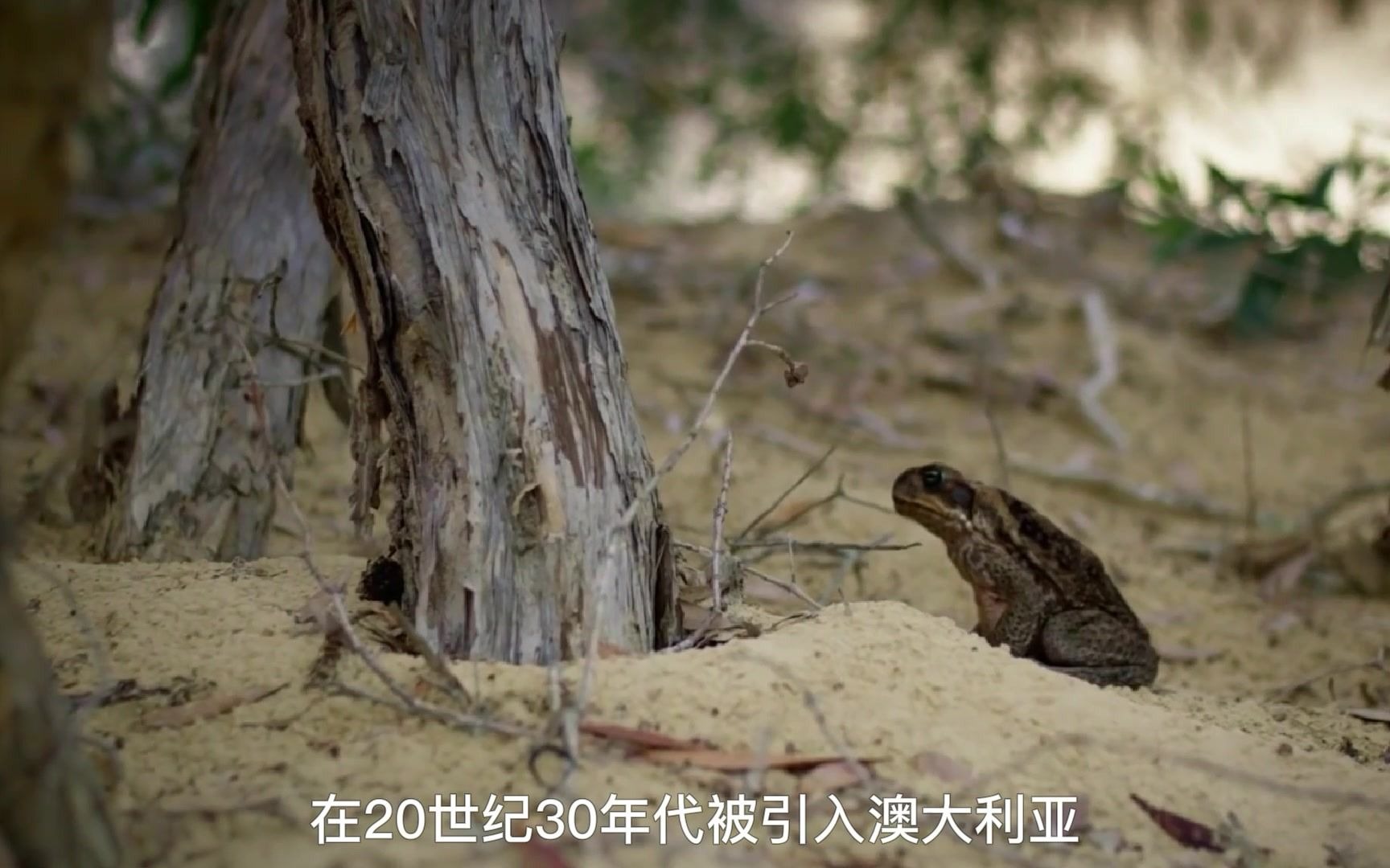 [图]蔗蟾蜍；能够灭绝蛇的存在，却被小小的它打败