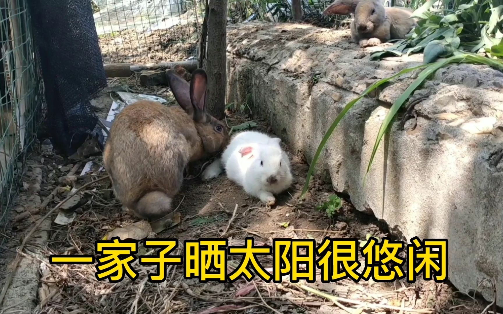 农村小伙为扩大养殖规模把兔子圈加大了兔子在里面撒欢很高兴