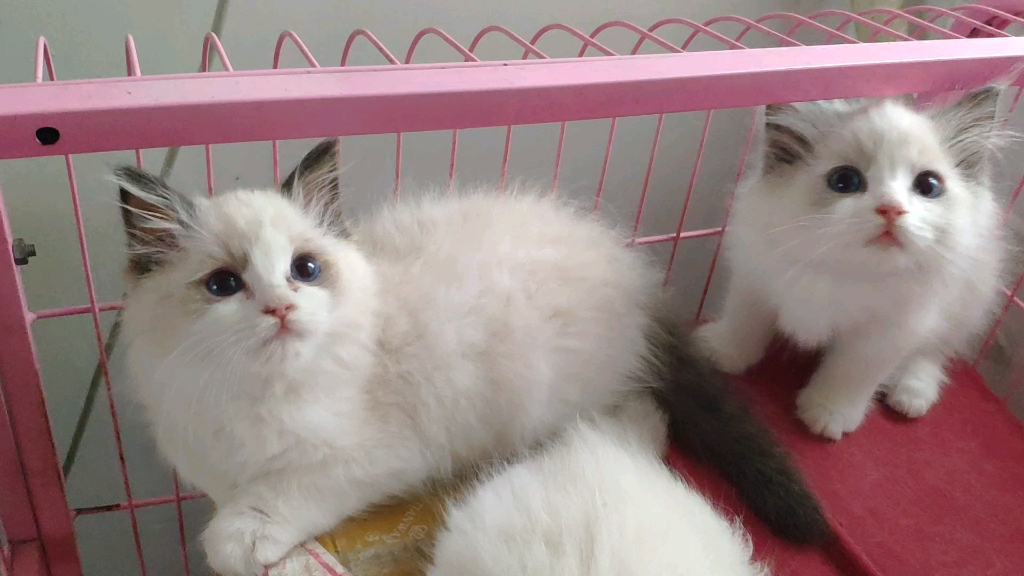 海双布偶宝宝,两个月,找新家