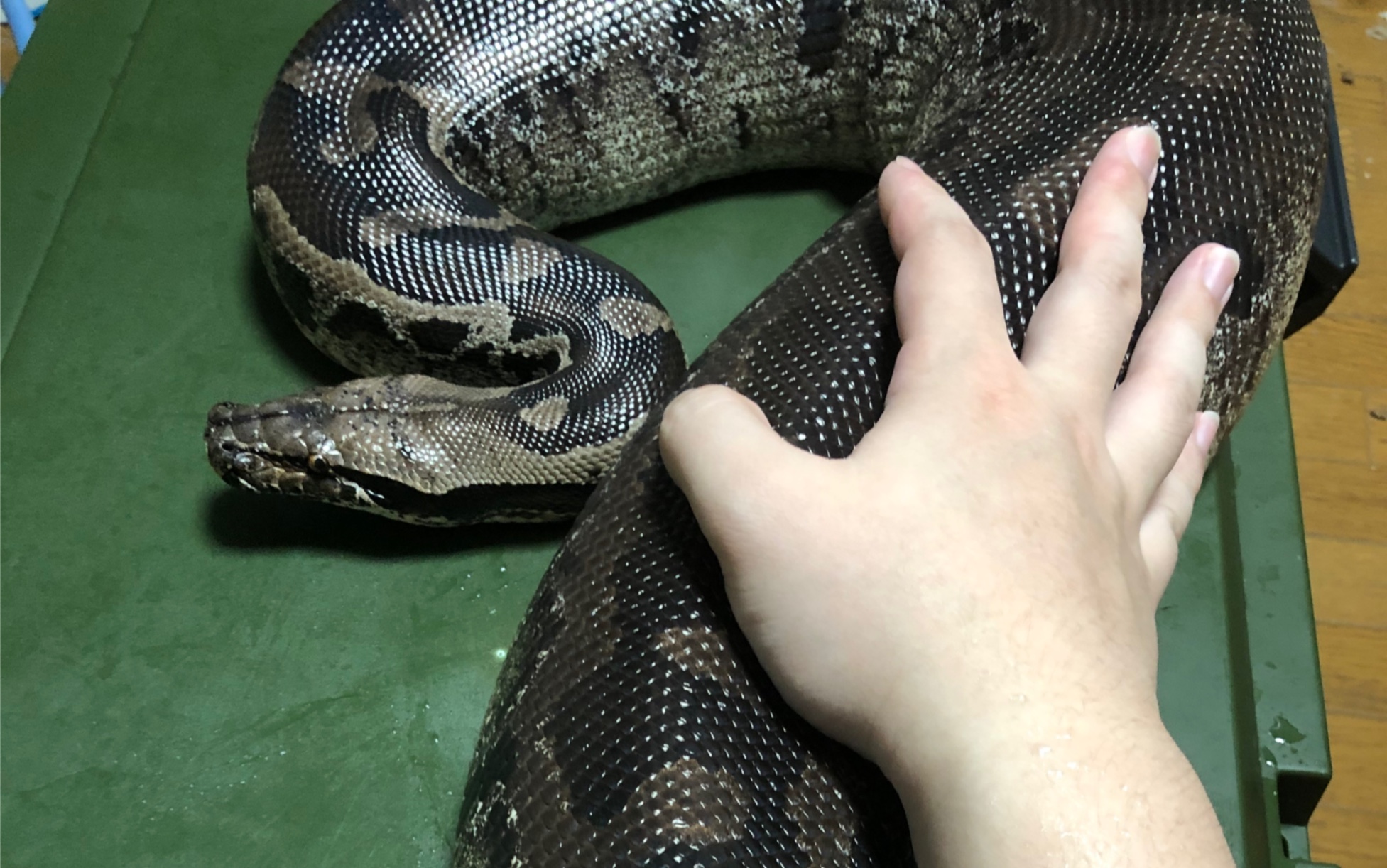 苏门答腊黑血蟒(短尾蟒)撸皮