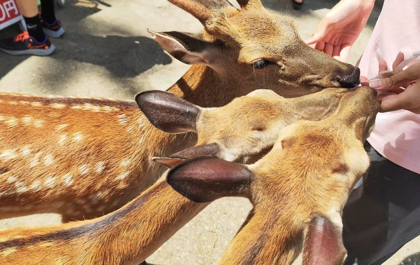 【奈良vlog】奈良鹿-春日大社-东大寺