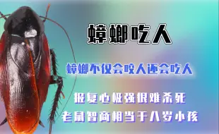 Download Video: 蟑螂不仅咬人还吃人，智商高报复心极强，老鼠能听懂人话行动诡异