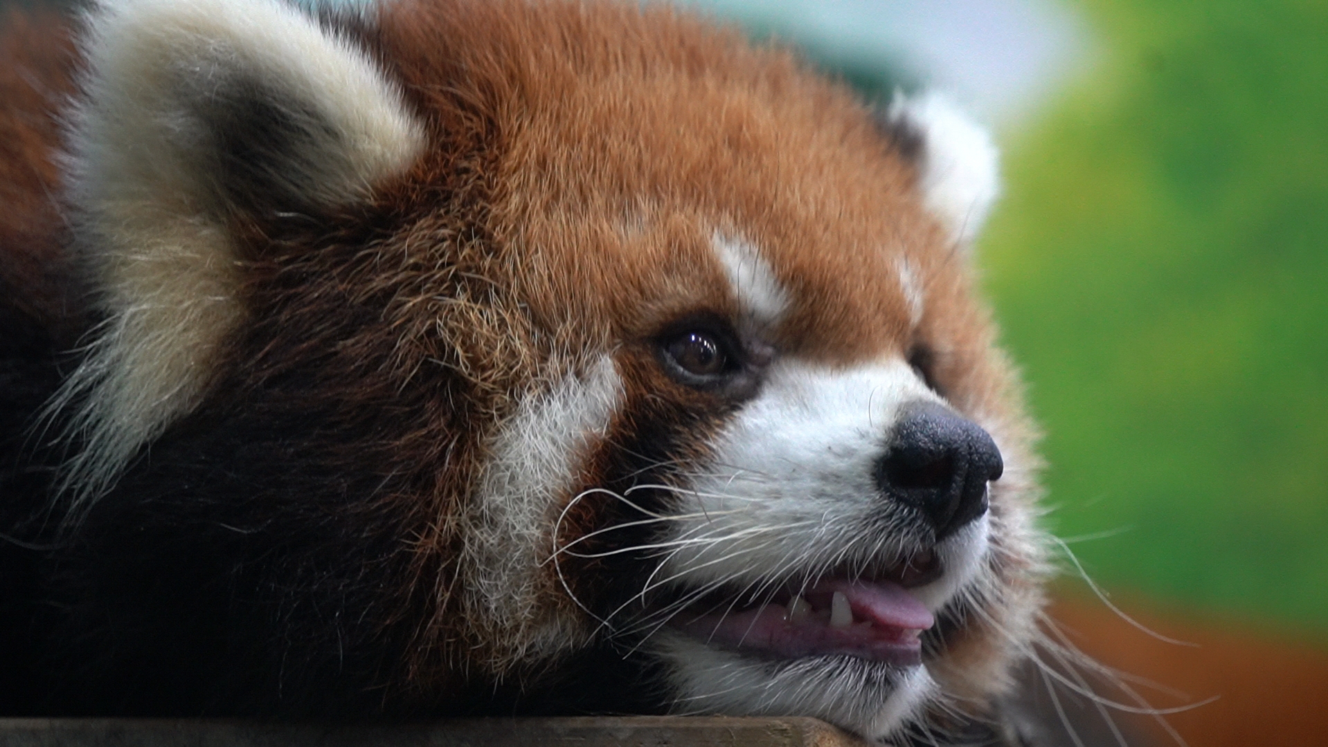 小熊猫大佬# 侧脸也美丽