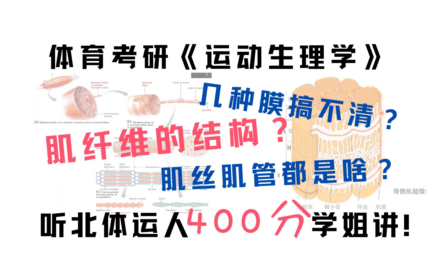 听完必会!超详细肌纤维结构讲解!跟400分学姐学运动生理02|北体&体科所运人考研哔哩哔哩bilibili