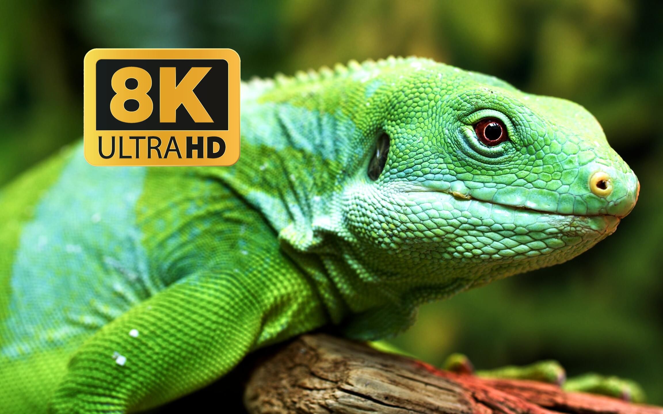 8k hdr 60fps 超高清 迷人的动物 自然奇观的视觉之旅