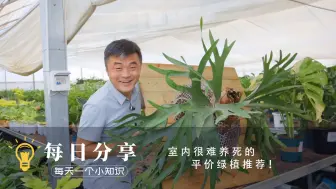 Descargar video: 室内很难养死的！平价绿植推荐！