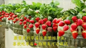 Download Video: 教你在家种植草莓的方法