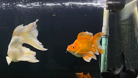 记录一下蝴蝶鲤还有大老黑泰狮 新进的重墨泰狮真的太美了