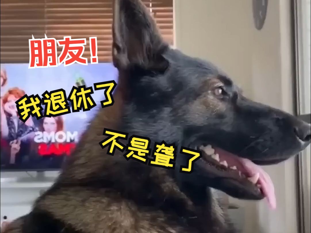 当退休警犬听到这个词,它的表情亮了哔哩哔哩bilibili