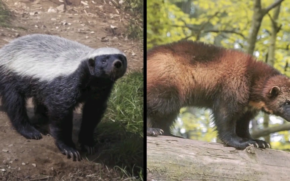 蜜獾vs金刚狼(狼獾) 谁更强?