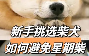 Скачать видео: 新手挑选柴犬 如何避免星期柴