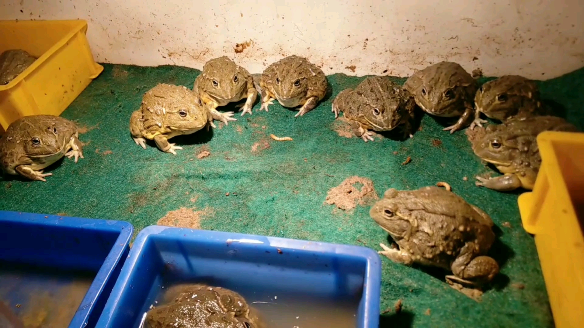 非牛饲养日常,个头差太大的非洲牛蛙分开除非小个头的很猛去抢食胆小