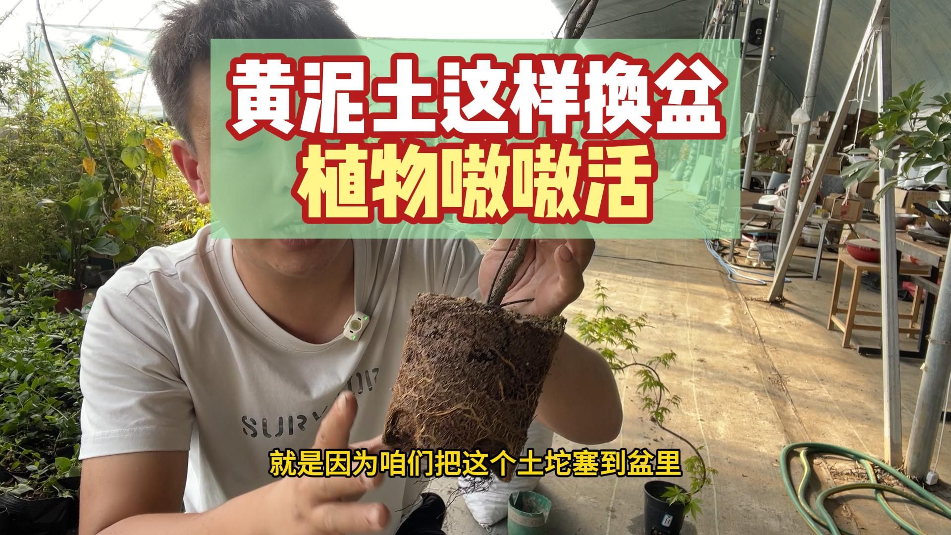 黄泥土的植物这样换盆,植物嗷嗷活哔哩哔哩bilibili