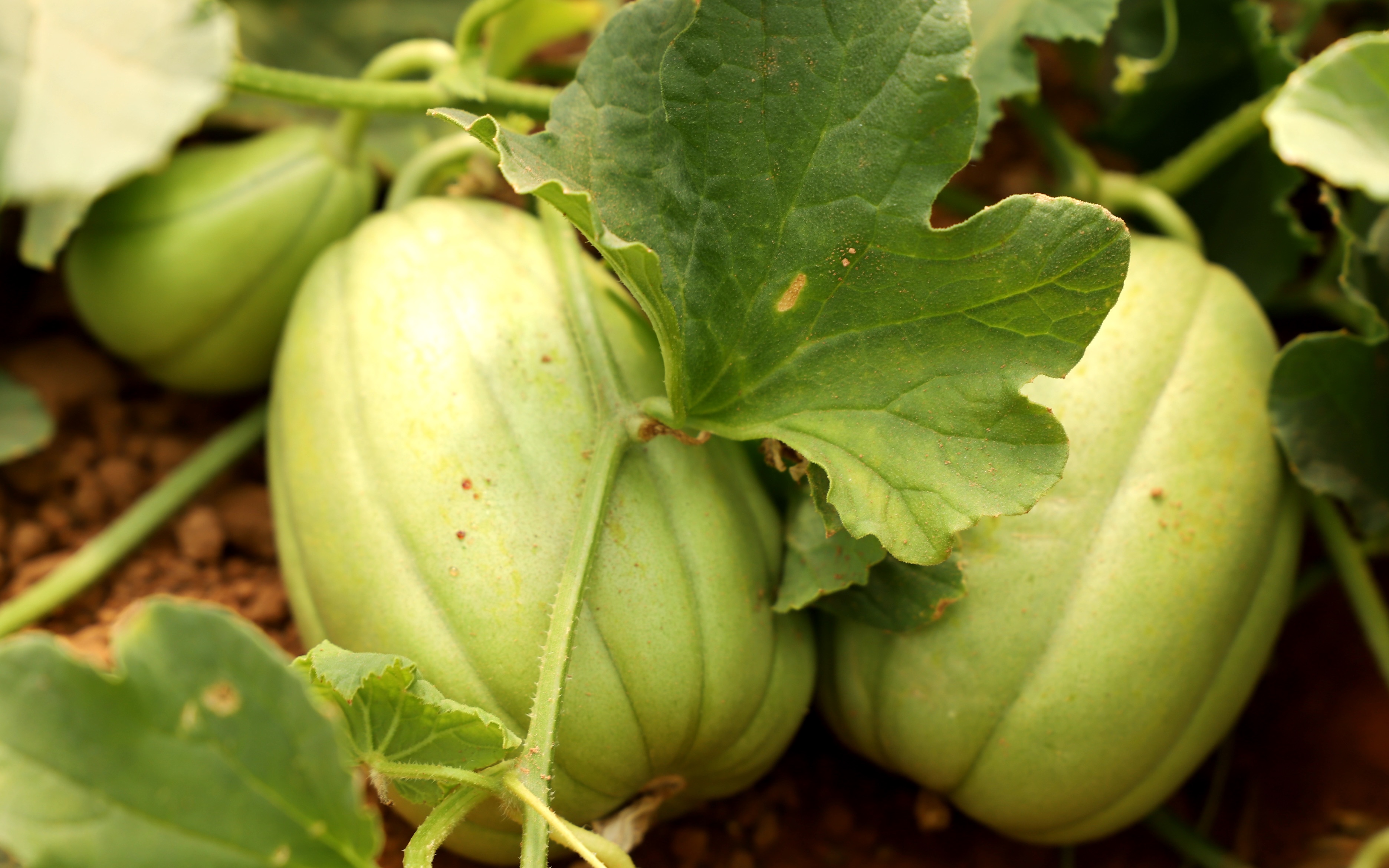 宁夏盐池首届香瓜节vlog