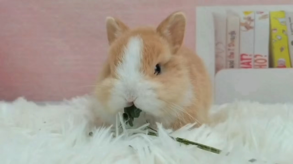 黄白双血统侏儒兔弟弟找家啦!