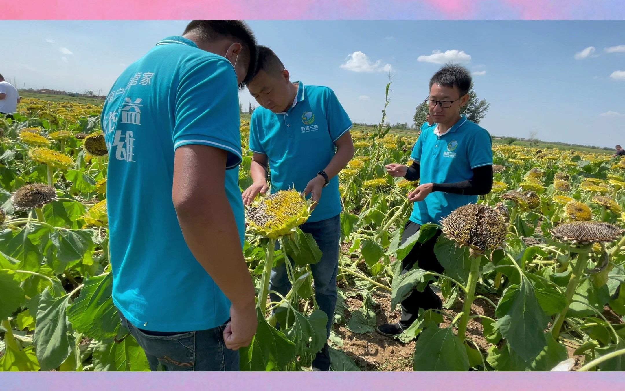 【新疆三瑞】耐列当食葵品种三瑞376_哔哩哔哩_bilibili