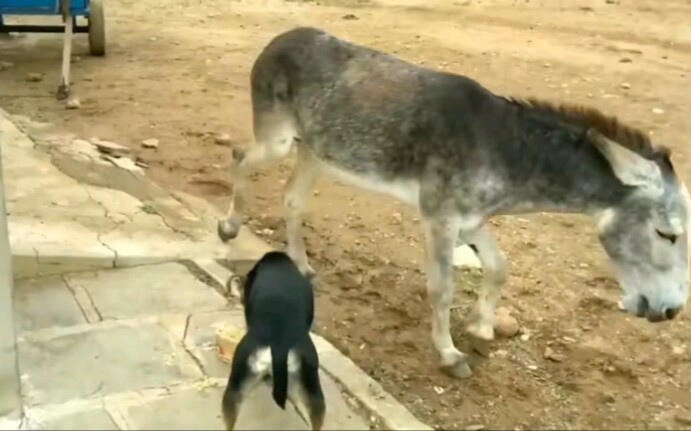 [图]狗子凶了驴一下，驴子转身一脚