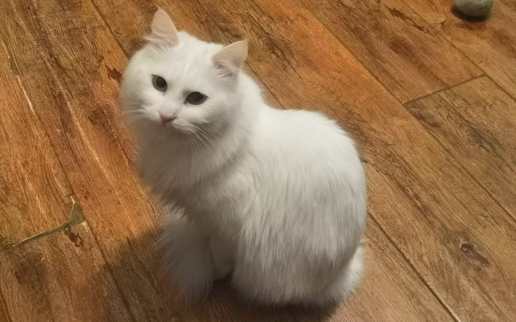 活动  【严肃教程向】如何将一只高冷白猫叫到你面前/我叫你的名字你