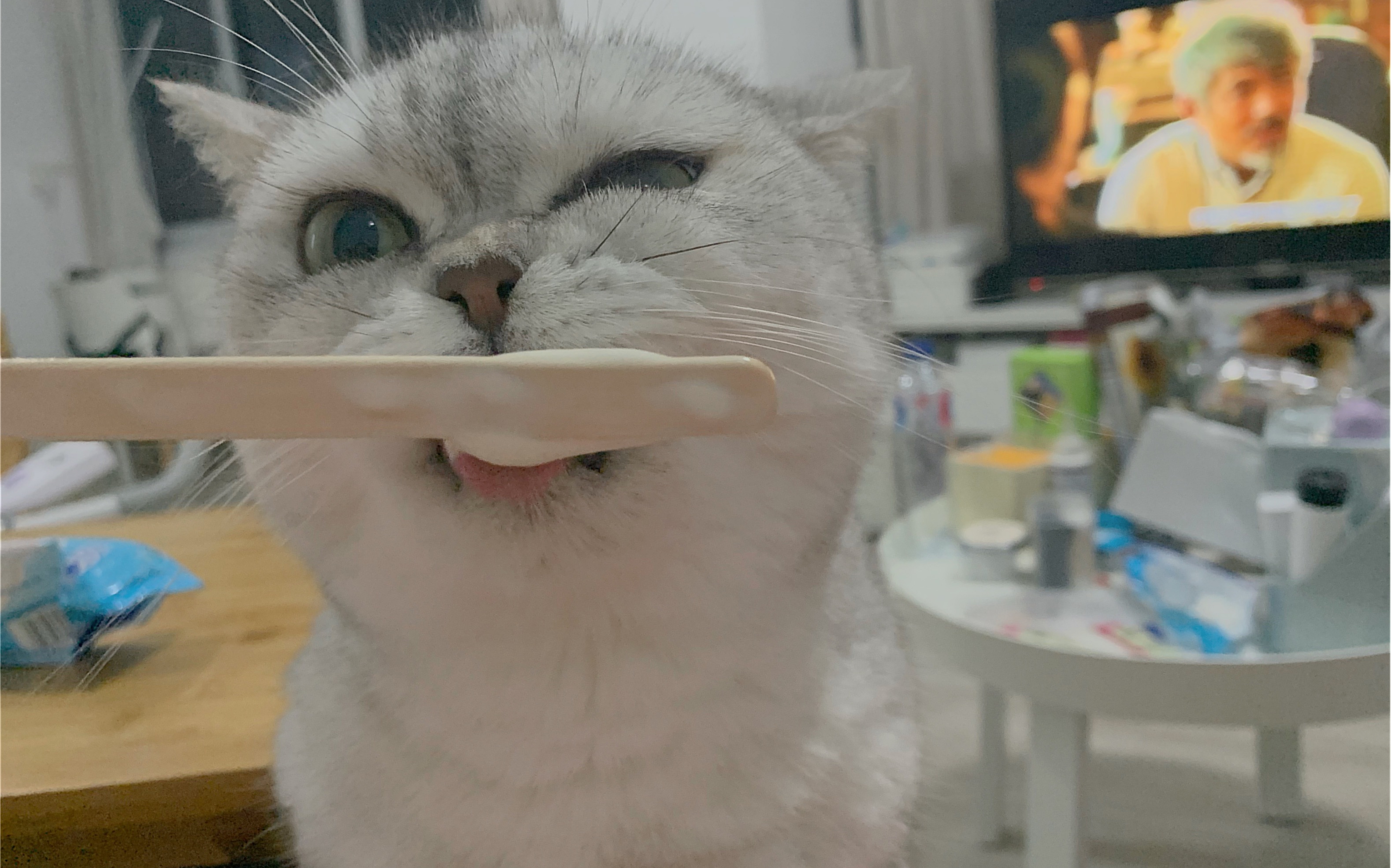 奶猫在线舔冰棍