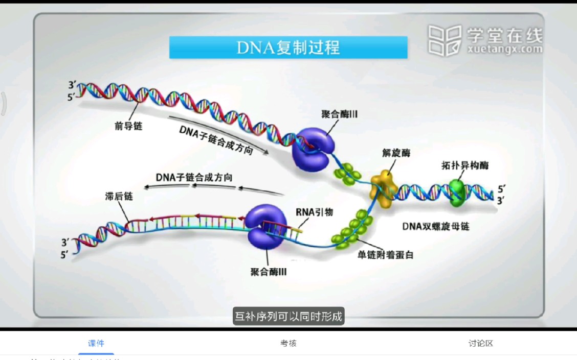 [图]DNA复制过程