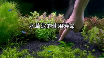 Download Video: 现在的水草泥使用寿命是多长时间？