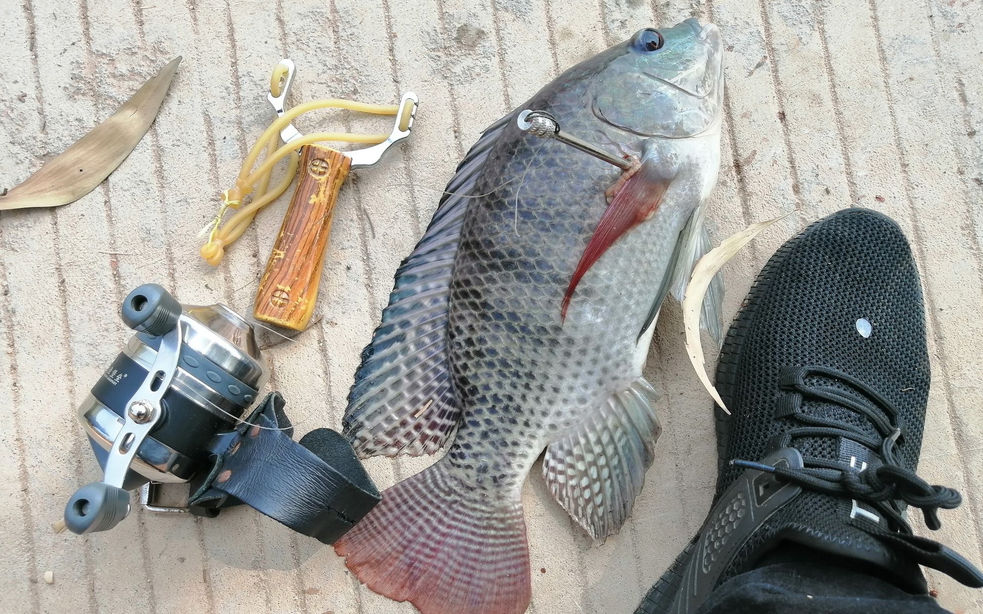 弹弓射鱼狩猎罗非鱼_哔哩哔哩_bilibili