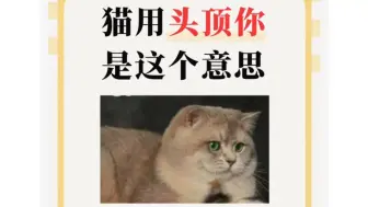 Download Video: 养猫小技巧310:猫咪用头顶你是这个意思，铲屎官们快来看看吧！