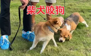 Descargar video: 柴犬咬狗