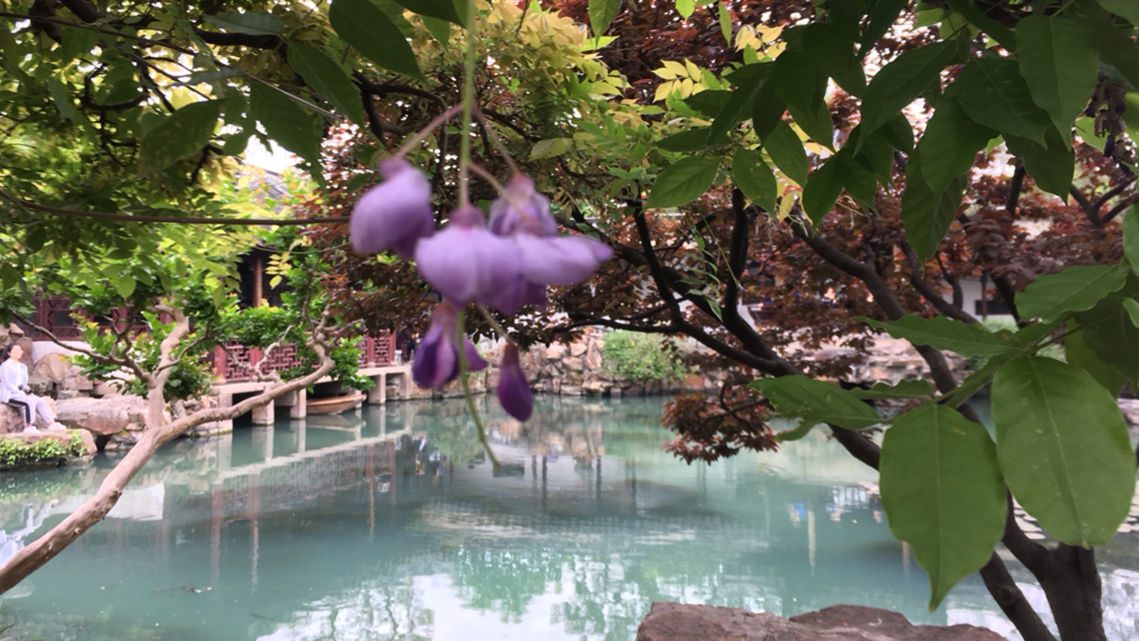 [图]雨后的苏州园林（自制短视频）