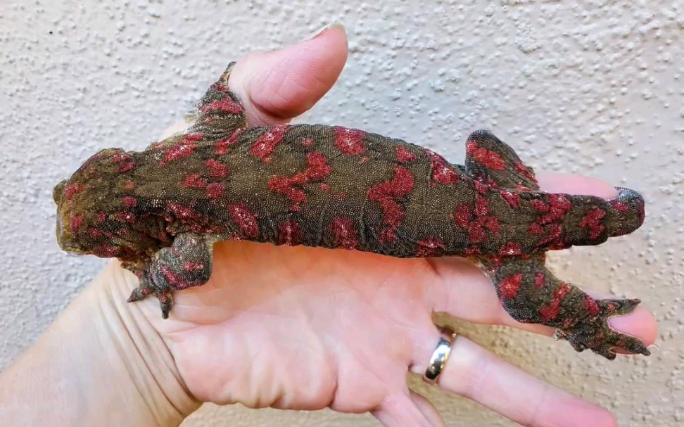 分享一些国外爬友的巨人守宫