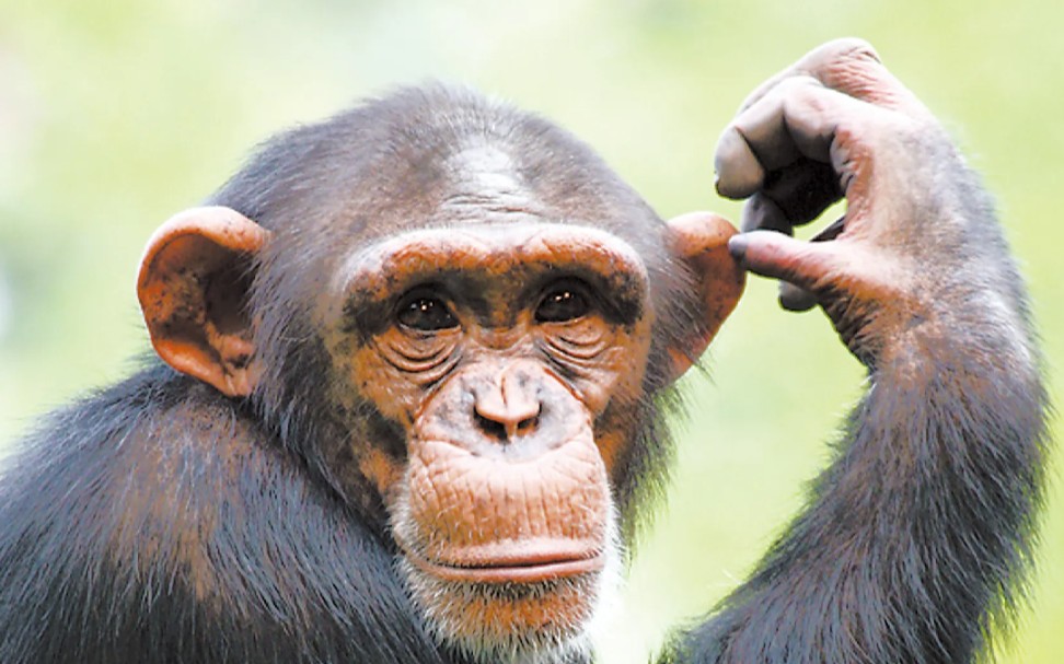 世界上最聪明的哺乳动物黑猩猩