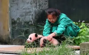 Скачать видео: 莽小五叒对奶妈狗叫了。小小年纪歪（凶）的很，奶妈也是一脸宠溺。【大熊猫莽仔】