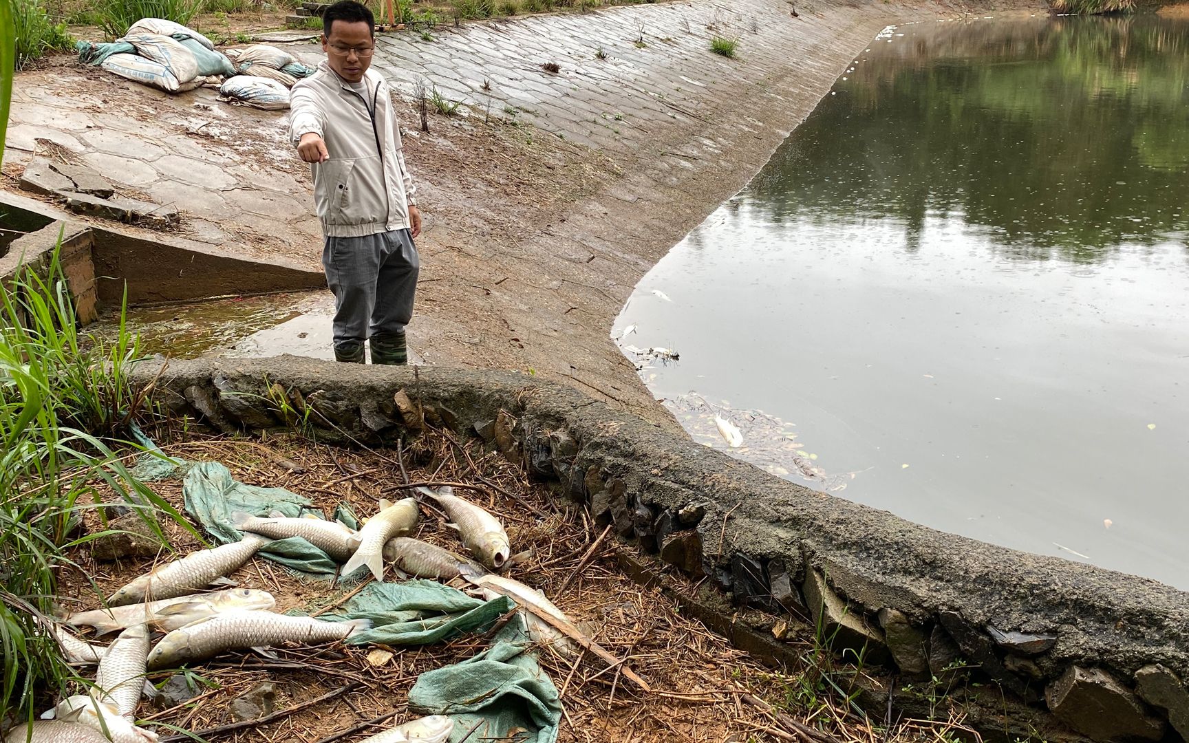 暴雨过后，鱼塘里一下子死了2000只草鱼，这是哪里出现了问题？