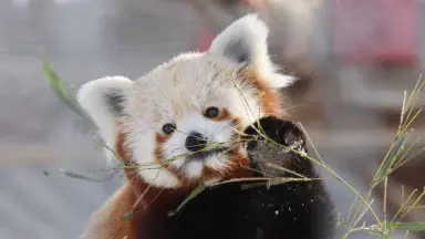 中华小熊猫-哔哩哔哩_Bilibili